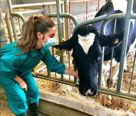 Veterinaria examinando una vaca.