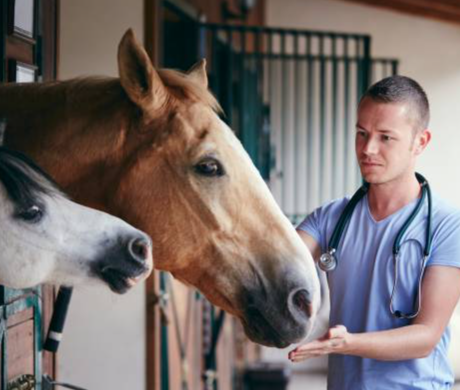 Veterinario examinando un caballo.