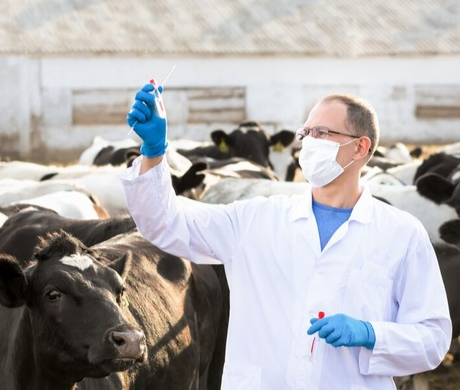 Veterinario obteniendo muestras de ganado bovino